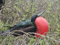 Male frigate bird